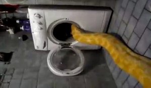 Ce python fait la sieste dans le lave-linge