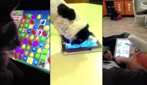 Candy Crush : même les chats sont addicts au jeu mobile