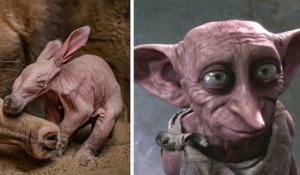 Avec ses longues oreilles et sa peau fripée, ce bébé oryctérope a des faux airs de Dobby (Harry Potter)