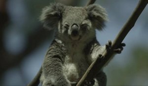Les koalas sont en danger d'extinction après une chute de population dramatique