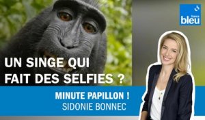 Un singe peut-il faire des selfies ?