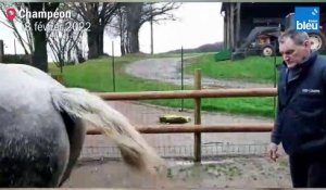 Un cheval de trait mayennais concourt au Salon de l'Agriculture