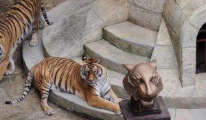 Fort Boyard : il n'y aura plus de tigres dans l'émission dès la saison prochaine