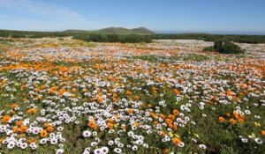 Chaque année, ce désert se transforme en champs de fleurs