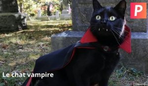 INSTACUTE : Le chat vampire