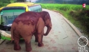 Le zapping du 13/12 : Des automobilistes attaqués par un éléphant