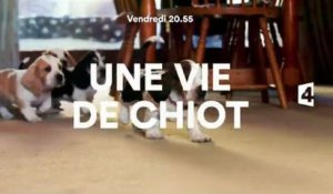 Une vie de chiot + une vie de chaton - 03 11 17 - France 4