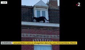 Zapping du 20/09 : L’errance surréaliste d’une panthère noire sur le toit d’un immeuble