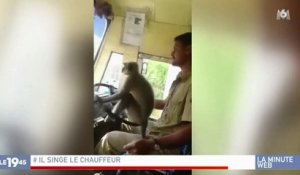 Zapping du 09/10 : Viré pour avoir laissé un singe conduire son bus