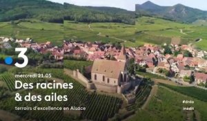 Des racines et des ailes (France 3) Terroirs d'excellence en Alsace