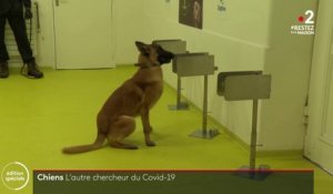 Zapping du 04/04 : Des chiens entraînés à la détection du Covid-19