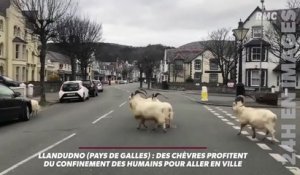 Le zapping du 02/04 : Quand les animaux profitent du confinement pour envahir les villes