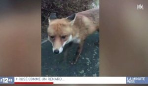 Zapping best-of du 08/08 : Un renard tout mignon…et voleur !