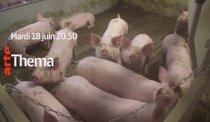 THEMA : Le vrai coût de la viande pas chère - Pauvre cochon, riche affaire  (ARTE) bande-annonce
