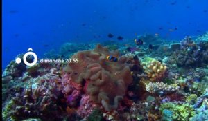 Passion Outre-mer - Tara, l'odyssée du corail - France ô - 03 06 18