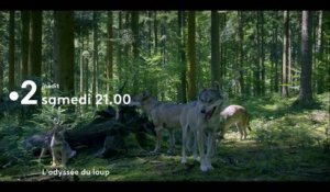 L'odyssée du loup (France 2) racontée par Kad Merad