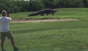 Le zapping du 02/06 : Un alligator géant fait irruption sur un parcours de golf