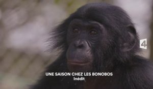 Une saison chez les bonobos - 03/03/16