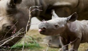 Un rhinocéros noir est né au Bioparc de Doué-la-Fontaine, un événement rarissime !