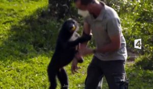 Une saison chez les bonobos - France 4 - 25 02 16