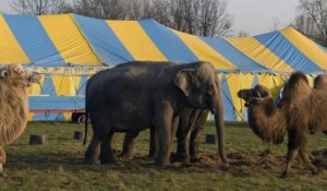 Marseille : le maire interdit un cirque avec des animaux sauvages