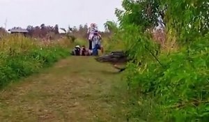 Public Buzz : un alligator géant de 360 kilos fait le tour du web