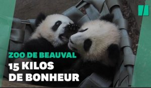 Les jumelles pandas du zoo de Beauval effectuent leurs premières sorties