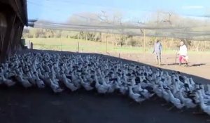 La grippe aviaire menace la France : 10 millions de volailles abattues