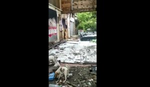 Des chiens sortis d'un squat signalé de longue date à Saint-Denis