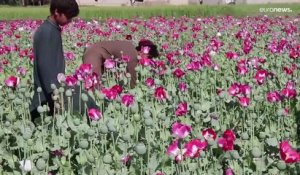 En Afghanistan, les talibans interdisent la récolte du pavot