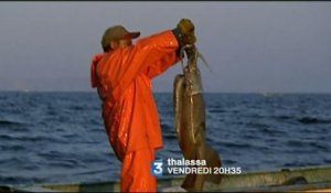 Thalassa (France 3) Bande-annonce du 31 août