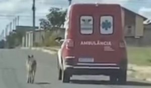 Inquiet, ce chien fidèle suit l'ambulance qui transporte son maître à l'hôpital