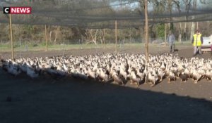 Grippe aviaire : les élevages et les restaurateurs fragilisés par l'épidémie