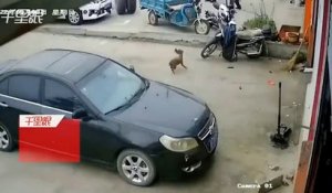 Un chien chassé par... un pneu de camion