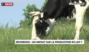 Sécheresse : un impact sur la production de lait ?