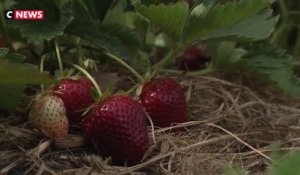Les vagues de chaleur et la sécheresse inquiètent les producteurs de fraises