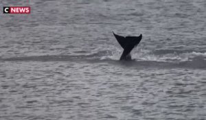 Seine-Maritime : opération de sauvetage de l’orque dans la Seine