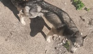 Bretagne : une chienne maltraitée et dans un état cadavérique a été secourue par un refuge et des pompiers