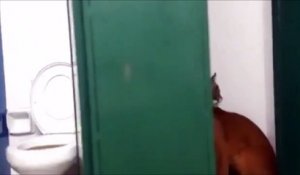 Un enfant découvre un puma dans les toilettes de l'école