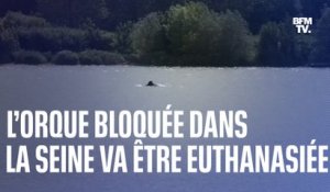 L’orque bloquée dans la Seine va être euthanasiée