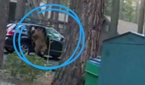 États-Unis : la police libère un ours... coincé sur la banquette d'une voiture
