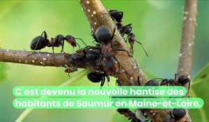 Tapinoma magnum : cette nouvelle espèce ultra-résistante et envahissante de fourmis