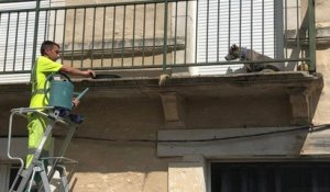 Ils viennent en aide à un chien coincé sur un balcon en plein soleil pour le réhydrater et le rafraîchir