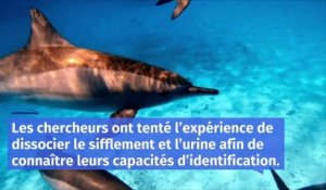 Comment les dauphins se reconnaissent-ils entre eux ?