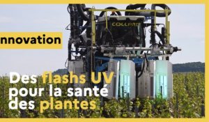 Des flash UV-C pour la santé des plantes