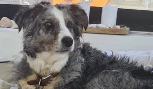 Espagne : après être tombée d'un voilier, une chienne nage pendant deux jours et retrouve ses maîtres