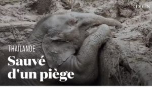 Un éléphanteau sauvé après une chute qui aurait pu lui être fatale en Thaïlande