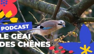 Le Geai des chênes  | Brèves de nature sauvage à Paris | Paris Podcast 