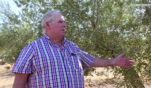Andalousie : la production d'olives menacée par le réchauffement climatique