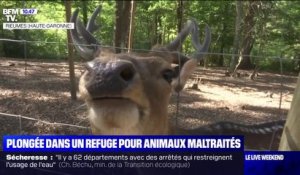 Haute-Garonne: plongée dans un refuge pour animaux maltraités